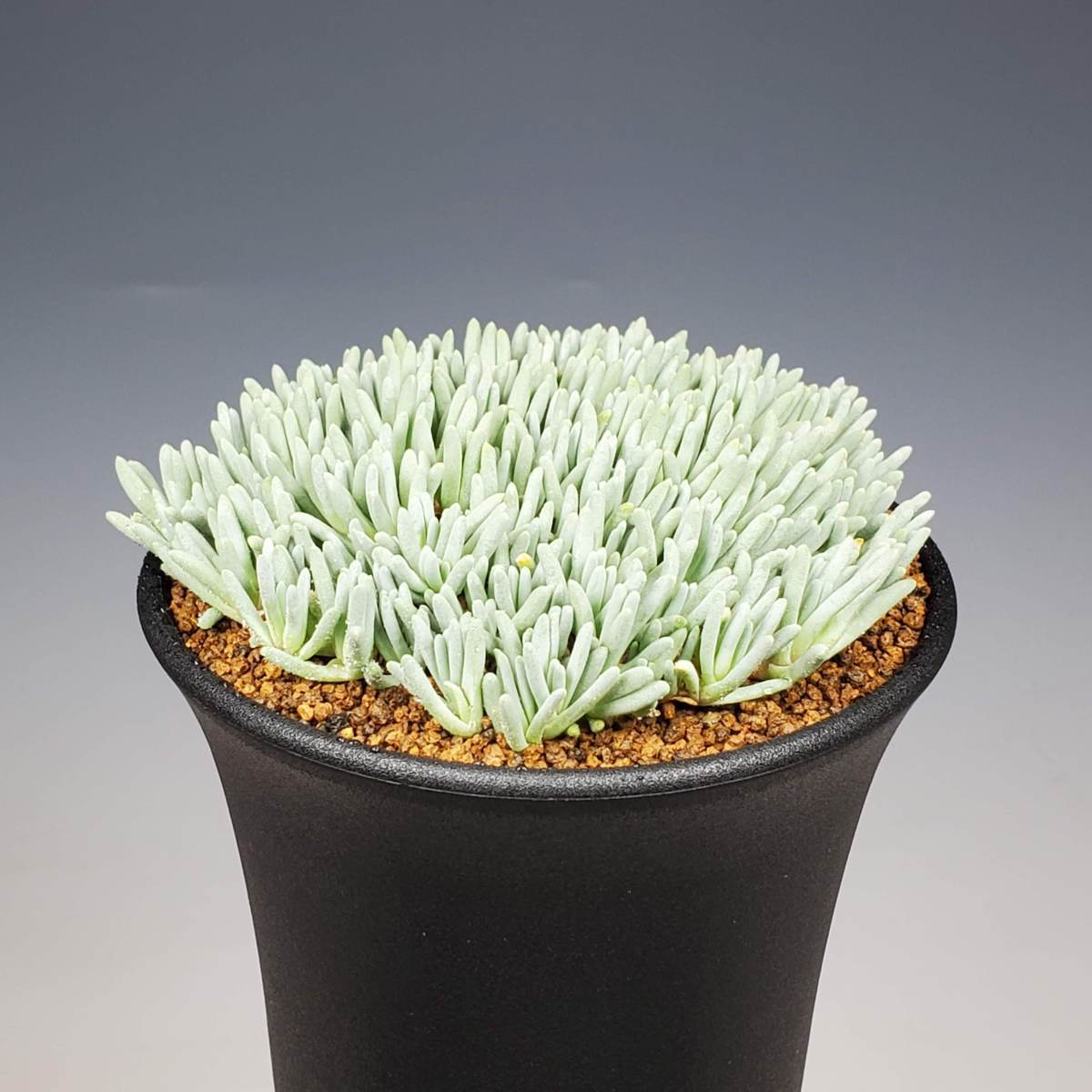 Conophytum pageae コノフィツム - PV1380B 0 (PV1380) #1439.01 Heads