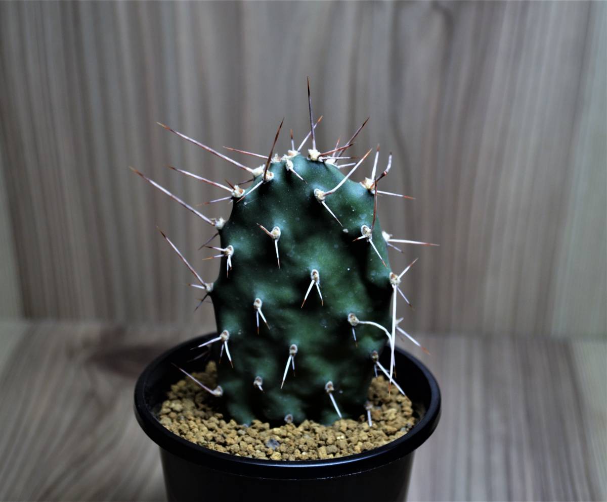 多肉植物 サボテン 和名 村娘 Opuntia Sulphrea オプンチア スルフレア 長刺 紅刺超 種 3 0号 現品 サボテン 売買されたオークション情報 Yahooの商品情報をアーカイブ公開 オークファン Aucfan Com