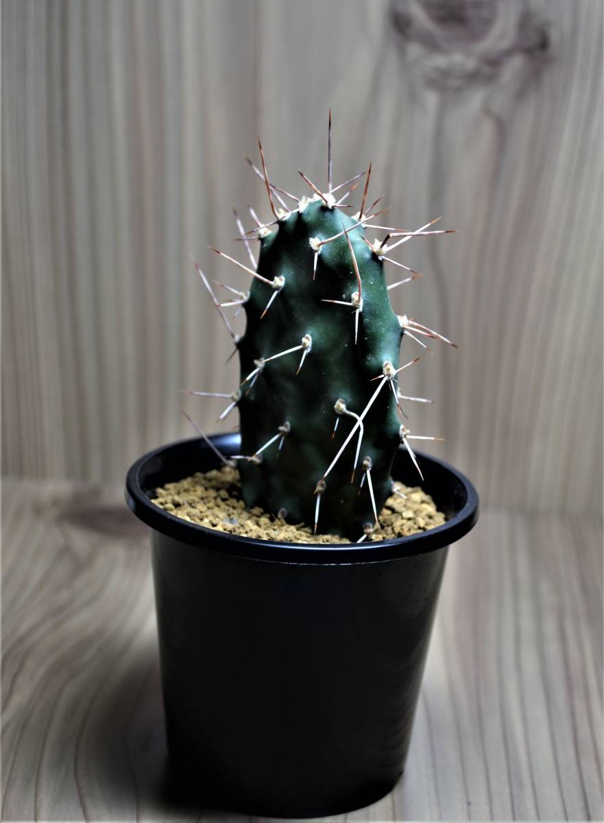 多肉植物 サボテン 和名 村娘 Opuntia Sulphrea オプンチア スルフレア 長刺 紅刺超 種 3 0号 現品 サボテン 売買されたオークション情報 Yahooの商品情報をアーカイブ公開 オークファン Aucfan Com