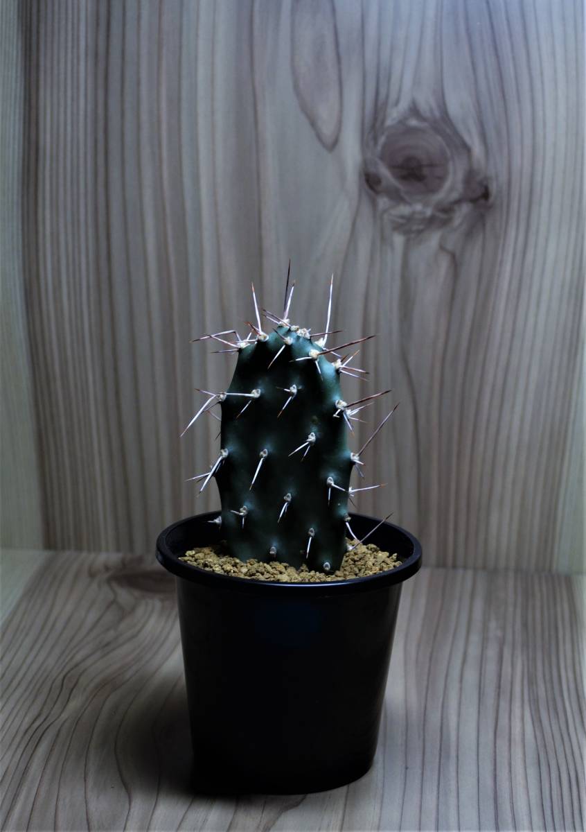 多肉植物 サボテン 和名 村娘 Opuntia Sulphrea オプンチア スルフレア 長刺 紅刺超 種 3 0号 現品 サボテン 売買されたオークション情報 Yahooの商品情報をアーカイブ公開 オークファン Aucfan Com