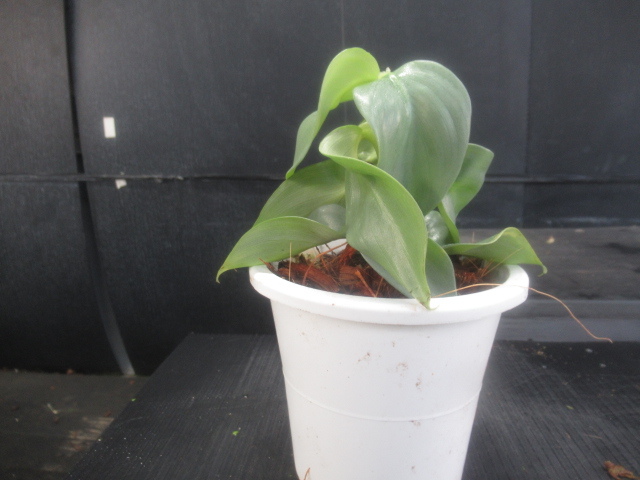 超希少❗️フィロデンドロン　リカルドイ✨ 園芸ネット本店｜[ザ・ファームセレクト]フィロデンドロン