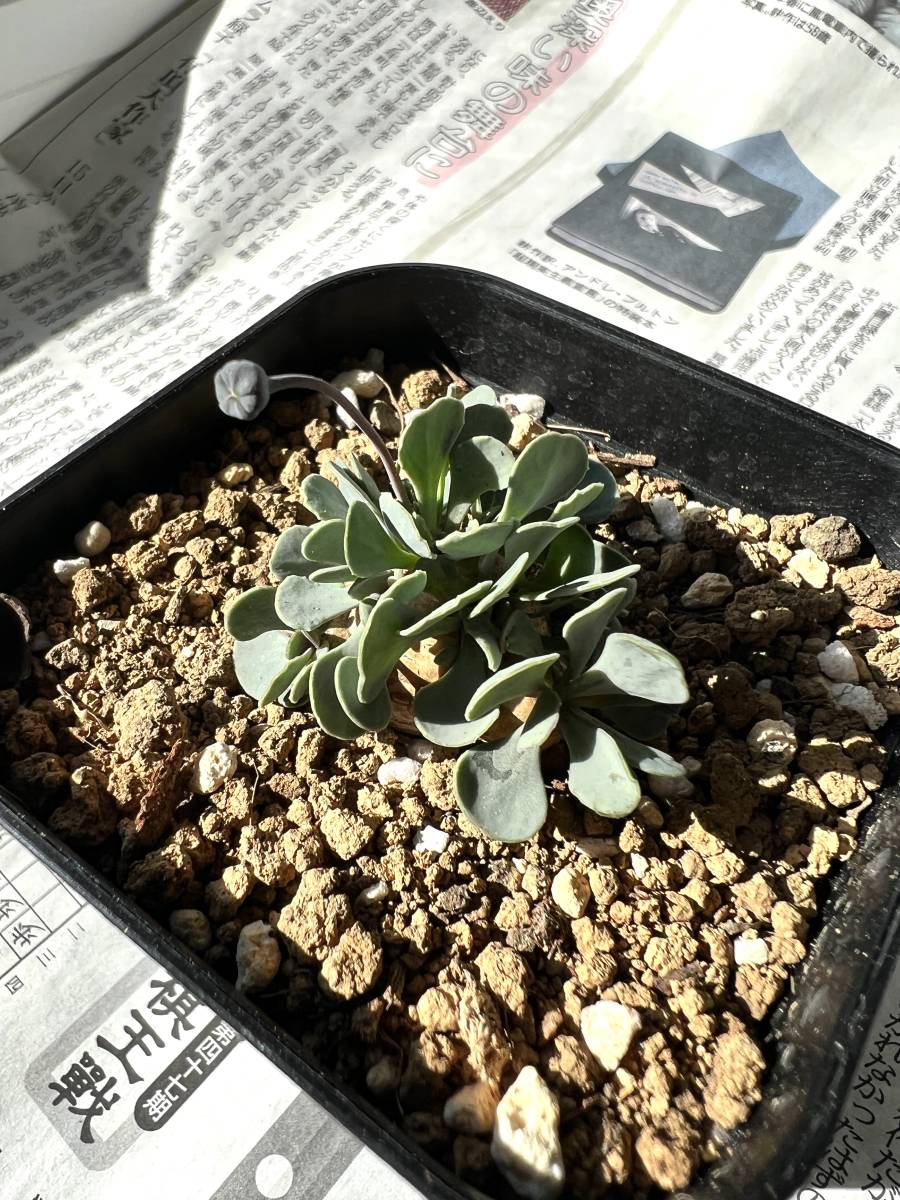 希少植物 オオオニバスの子苗① 希少植物 オオオニバスの子苗