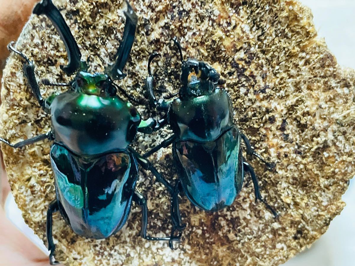 ニジイロクワガタ ブルー 派手色 cbf4 幼虫 4頭 死着補償1頭 系5頭 初