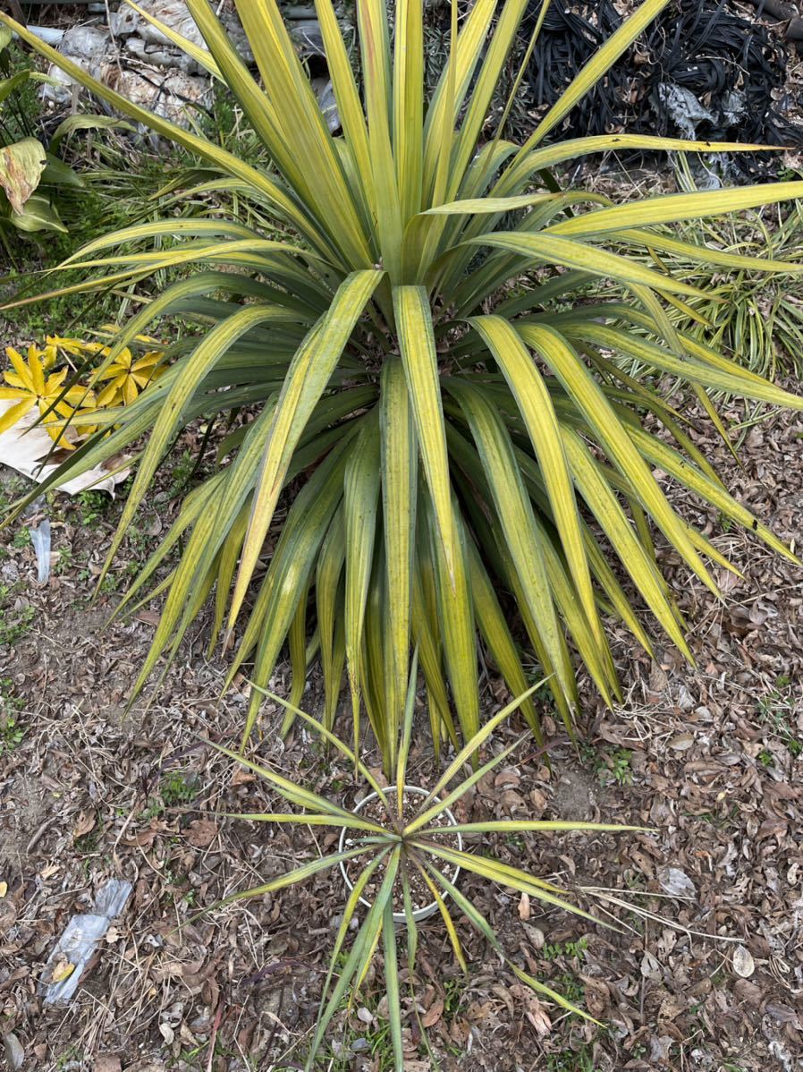 Green ＂r＂ Yucca・premium・Gold(ユッカ)｜売買されたオークション 