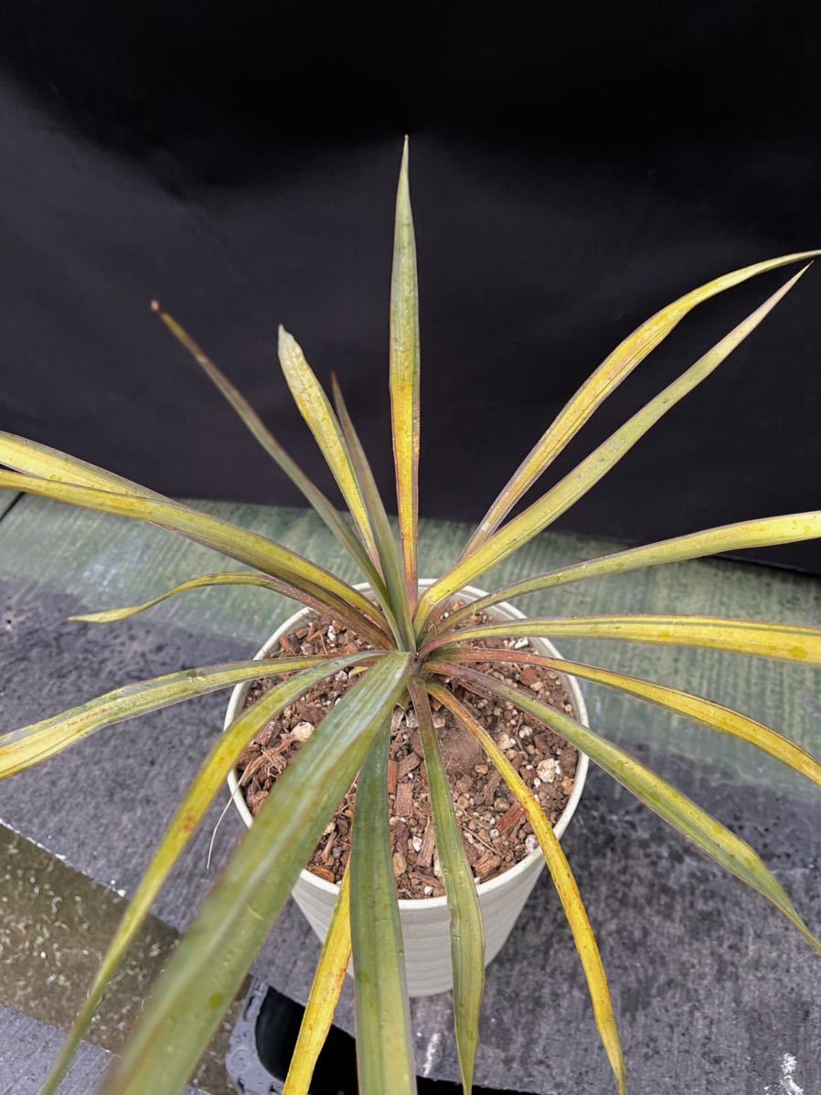 Green ＂r＂ Yucca・premium・Gold