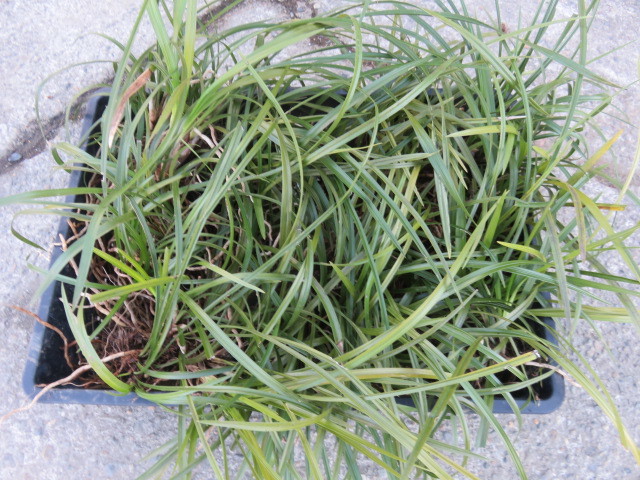 山野草 シュンラン 春蘭 大株4株 全株花芽つき ⑤ 山野草 ③