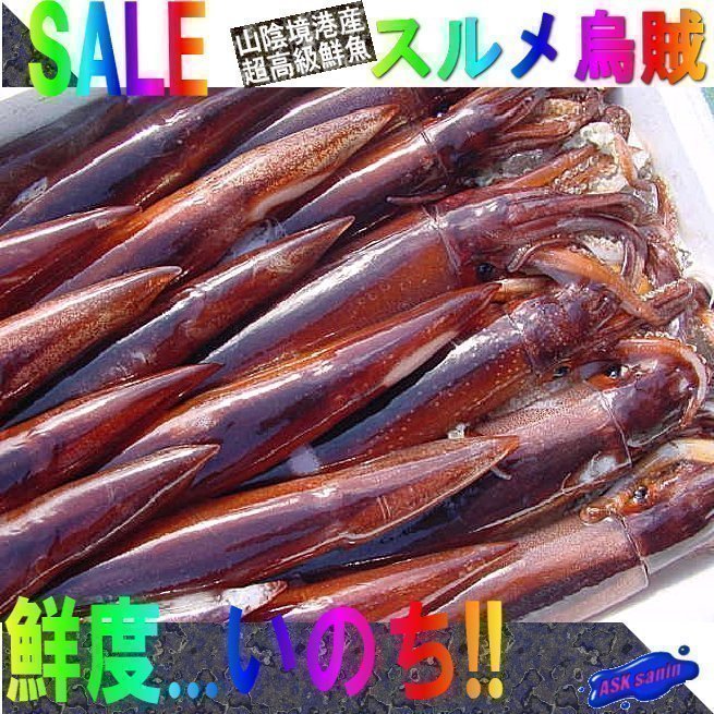 お刺身用「スルメ烏賊19尾位で4kg」活冷凍品、-美しい釣り物