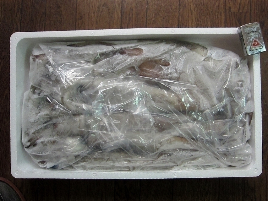 お刺身用「スルメ烏賊19尾位で4kg」活冷凍品、-美しい釣り物