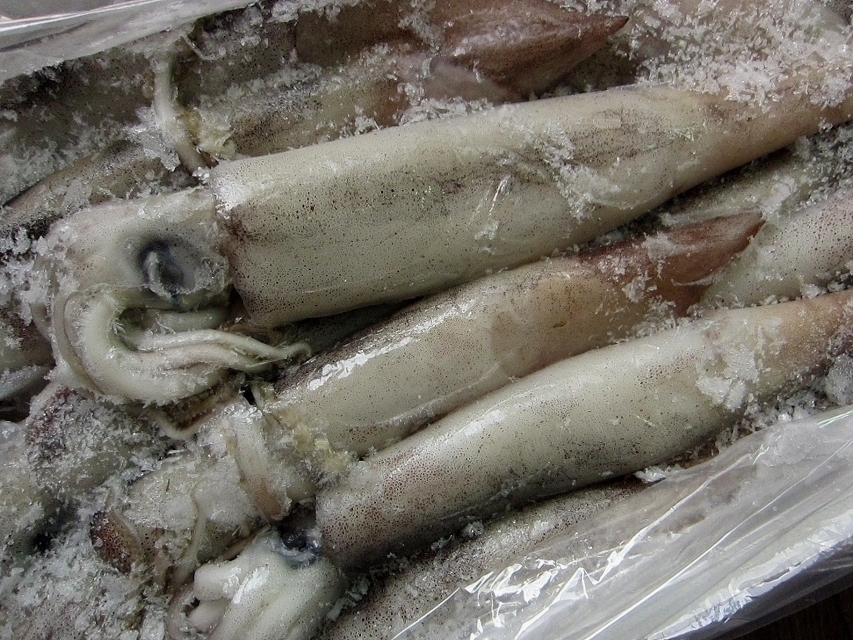 お刺身用「スルメ烏賊19尾位で4kg」活冷凍品、-美しい釣り物