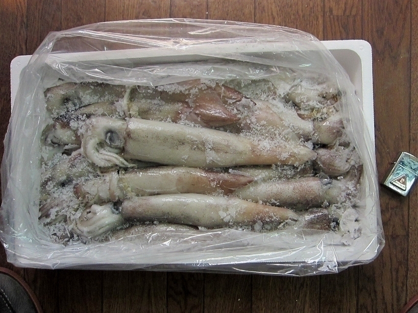 お刺身用「スルメ烏賊19尾位で4kg」活冷凍品、-美しい釣り物