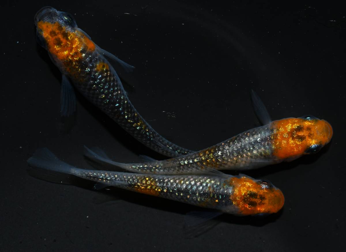 メダカファーム本陣　21-7　蒼煌　極上　若魚雄1匹雌2匹