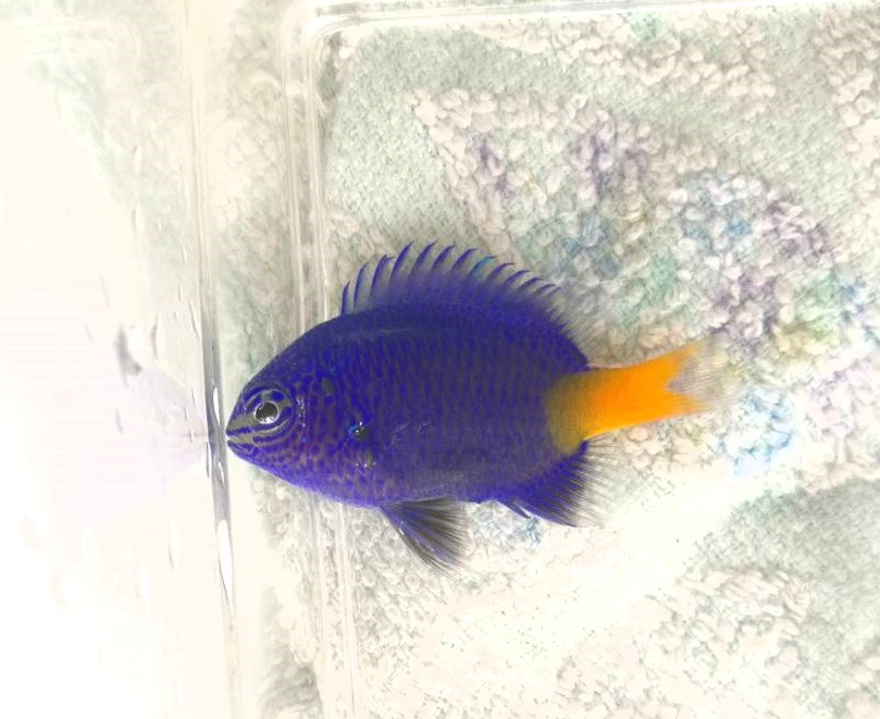 シリキルリスズメ 海水魚 売買されたオークション情報 Yahooの商品情報をアーカイブ公開 オークファン Aucfan Com シリキルリスズメ 海水魚 売買されたオークション情報 Yahooの商品情報をアーカイブ公開 オークファン Aucfan Com