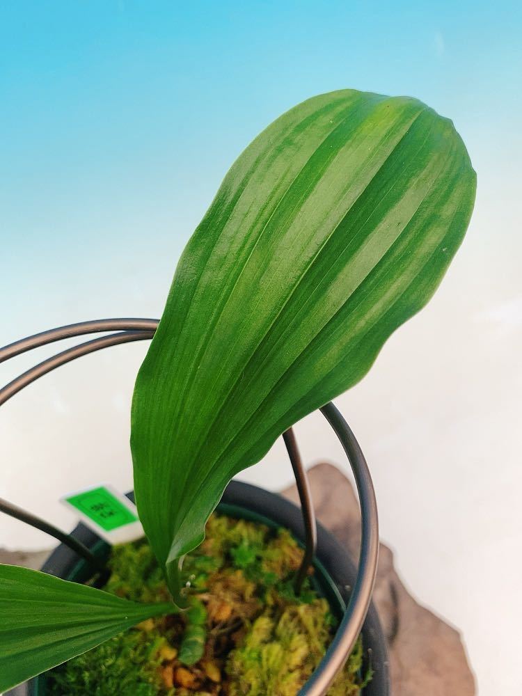 ◎えびね欄　９５　紫雲梅　山野草エビネラン