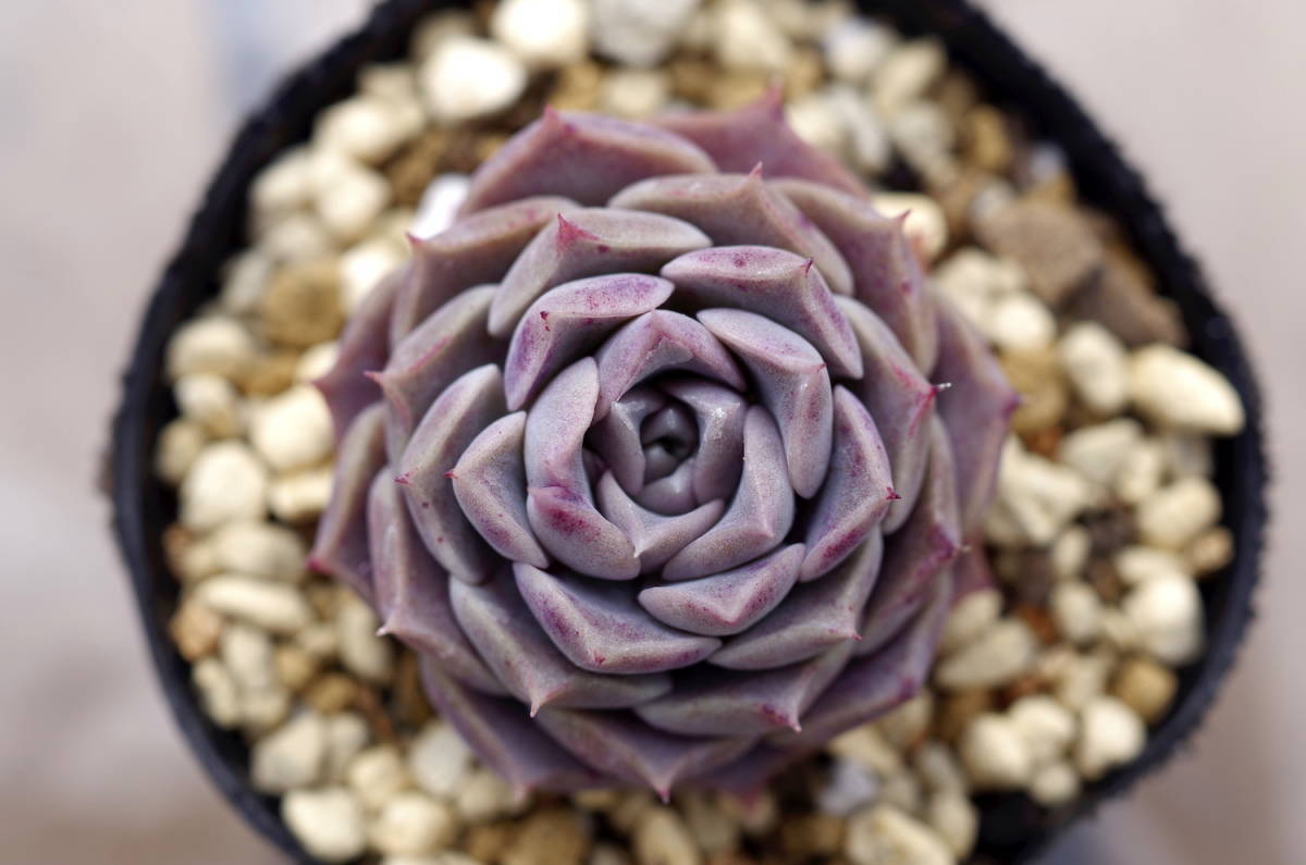 極美苗】エケベリア ギロ × スリョン Echeveria hyalina Gilo x 