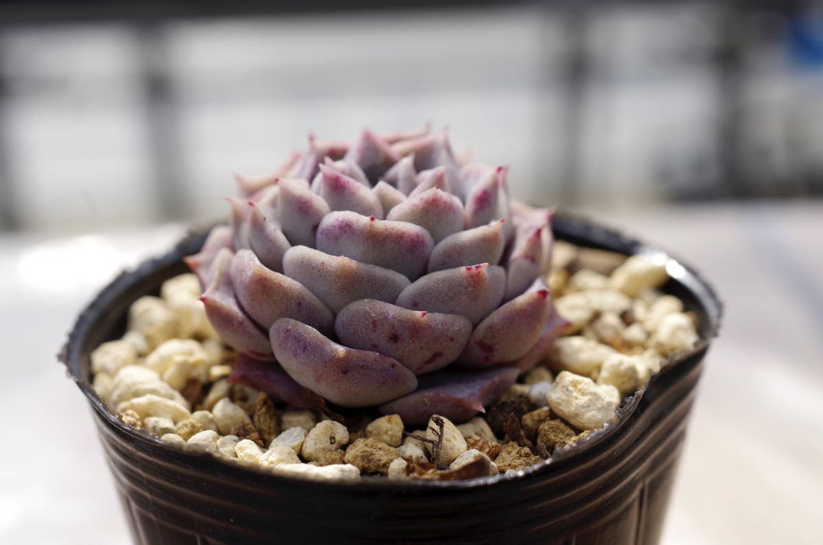 極美苗】エケベリア ギロ × スリョン Echeveria hyalina Gilo x 