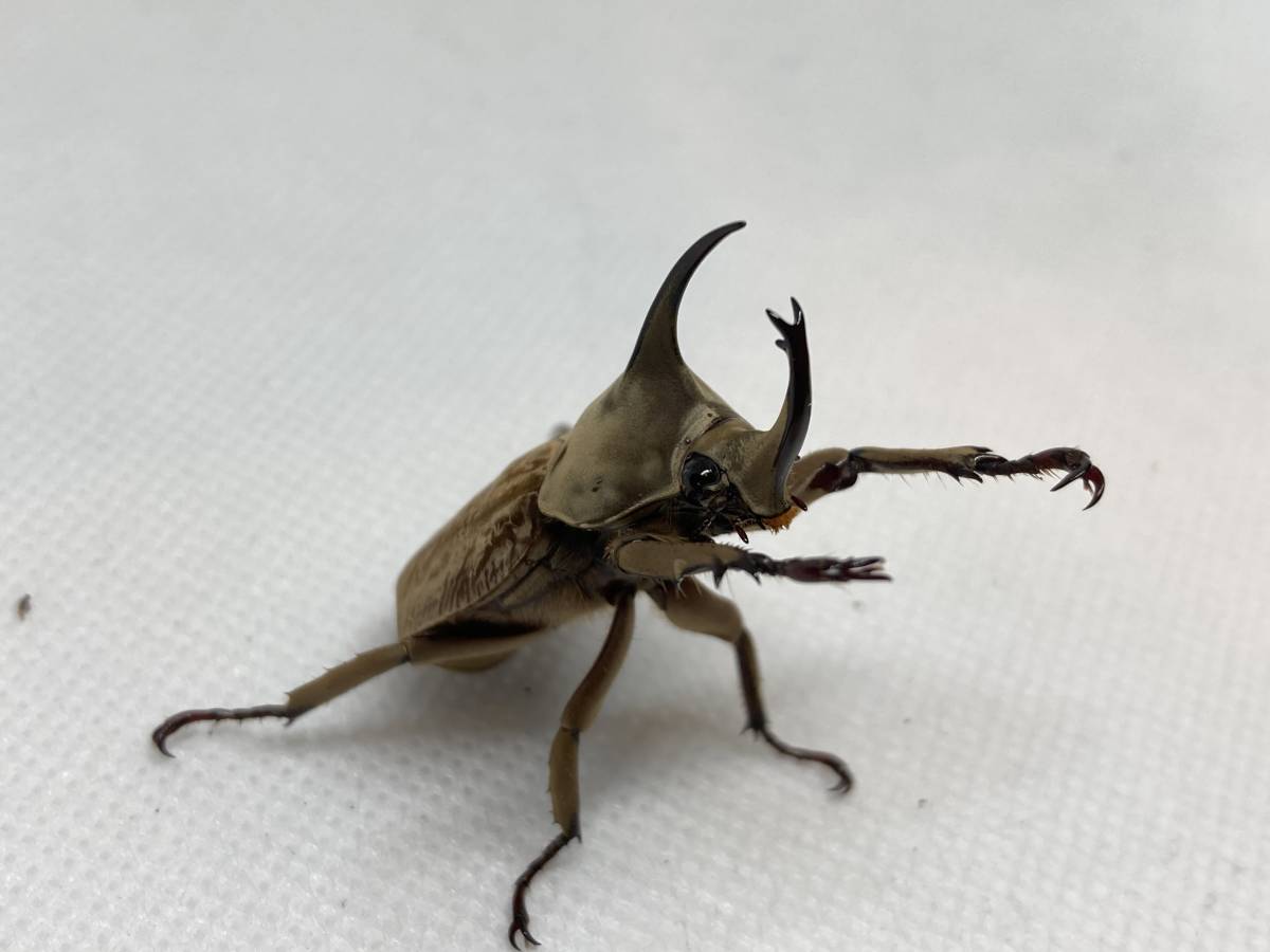 グランディスヒナカブト　新成虫ペア　♂37㎜　♀31㎜