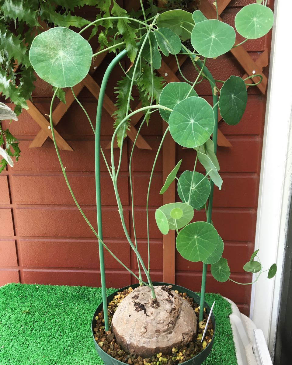 商品 ステファニア エレクタ Www iwearparts Com