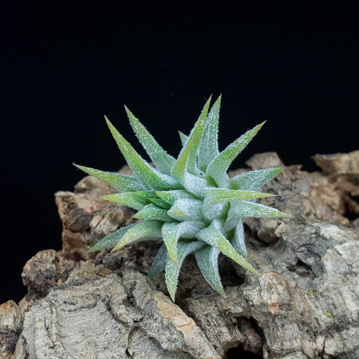 Tillandsia ionantha 'Peach' NTH142 イオナンタ ピーチ チランジア