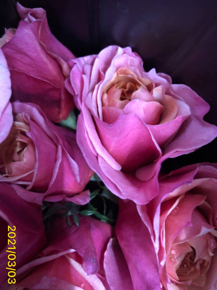 切り花品種 みやび 雅 四季咲 ダリア咲きｆ ｇローズ 挿し木苗 バラ 売買されたオークション情報 Yahooの商品情報をアーカイブ公開 オークファン Aucfan Com