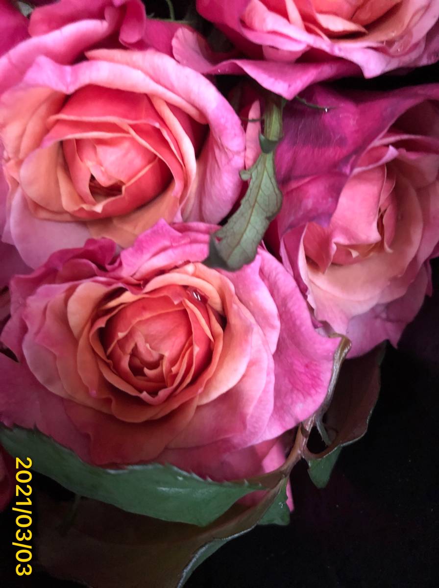 切り花品種 みやび 雅 四季咲 ダリア咲きｆ ｇローズ 挿し木苗 バラ 売買されたオークション情報 Yahooの商品情報をアーカイブ公開 オークファン Aucfan Com