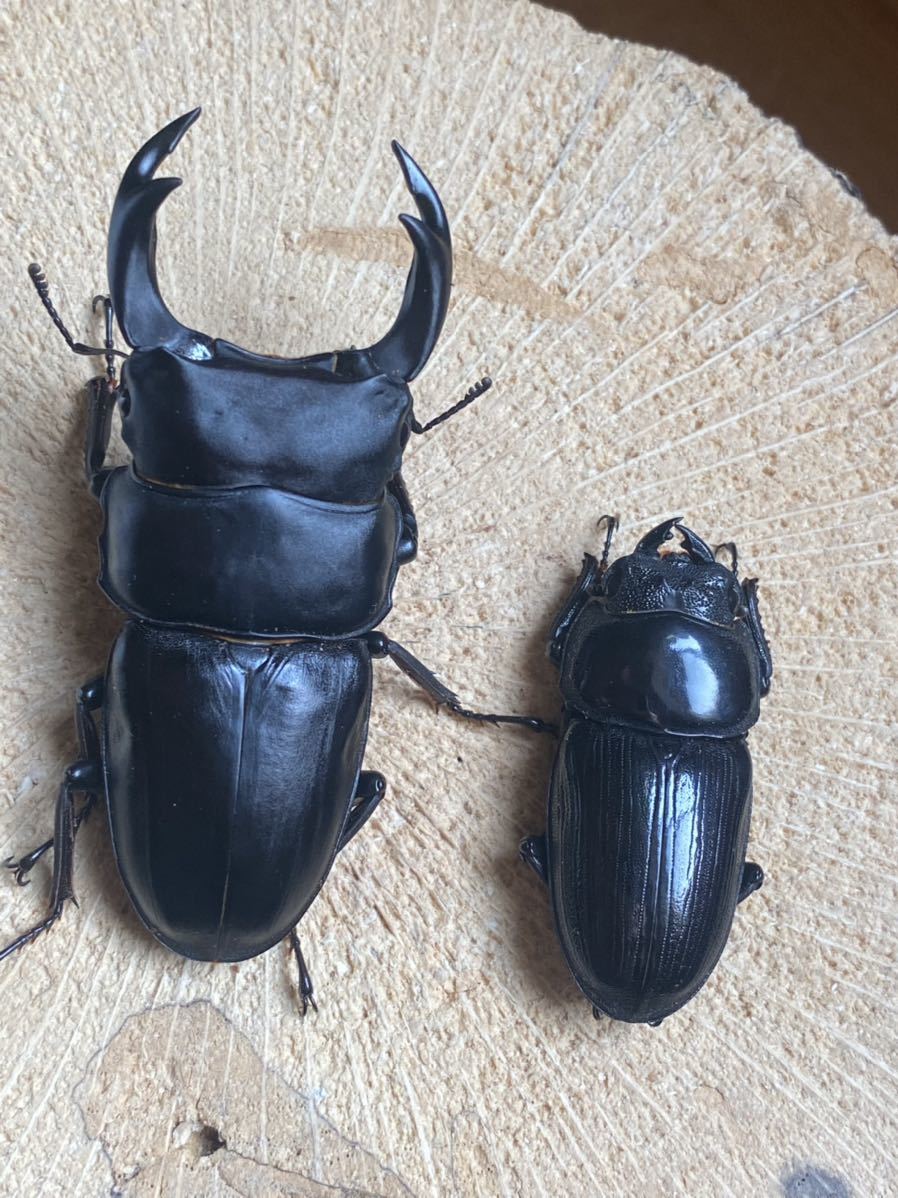 新潟県産 WF1 オオクワガタ 1ペア ♂73.4mm ♀47.2mm 灯火採集  