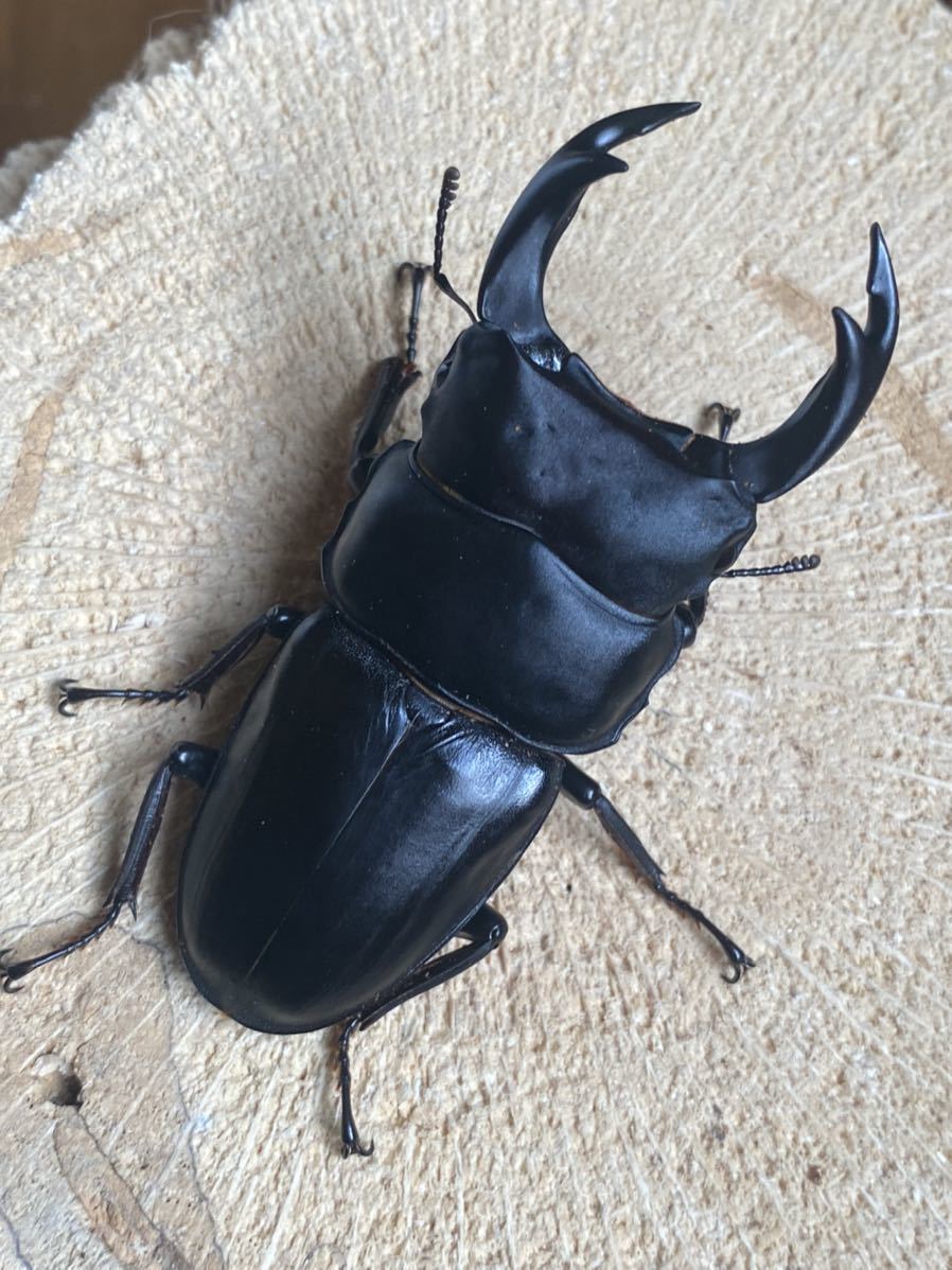 新潟県産 WF1 オオクワガタ 1ペア ♂73.4mm ♀47.2mm 灯火採集  