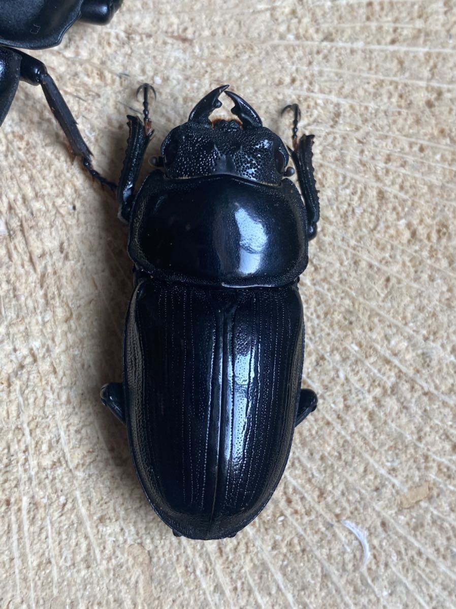 新潟県産 WF1 オオクワガタ 1ペア ♂73.4mm ♀47.2mm 灯火採集  
