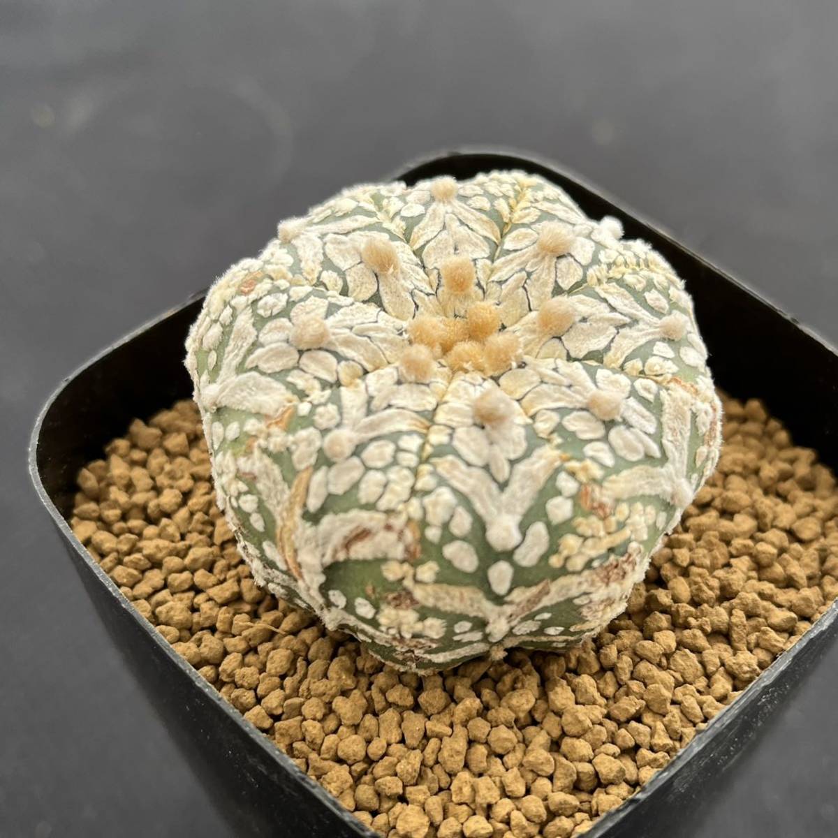 ☆サボテン・多肉植物☆869☆ アストロフィツム ゼブラスーパー兜 特V 