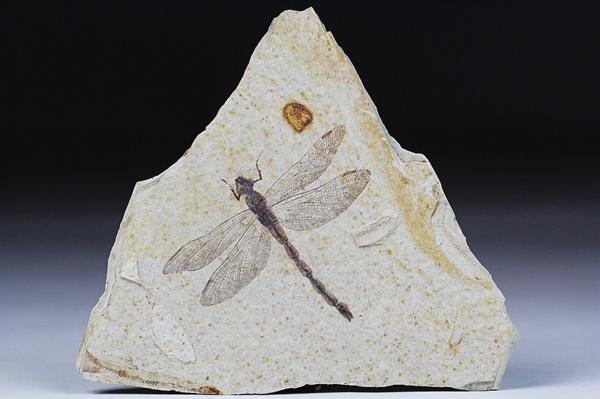 【龍紋】中国遼西　中生代 トンボ化石　標本 18cm 243