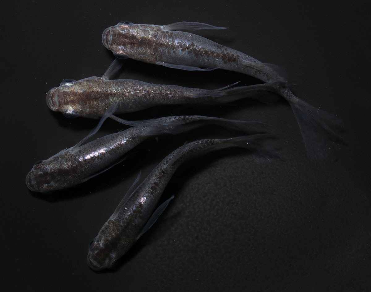 クローズ ２ペア めだか メダカ 日本改良めだか研究所 めだか 売買されたオークション情報 Yahooの商品情報をアーカイブ公開 オークファン Aucfan Com