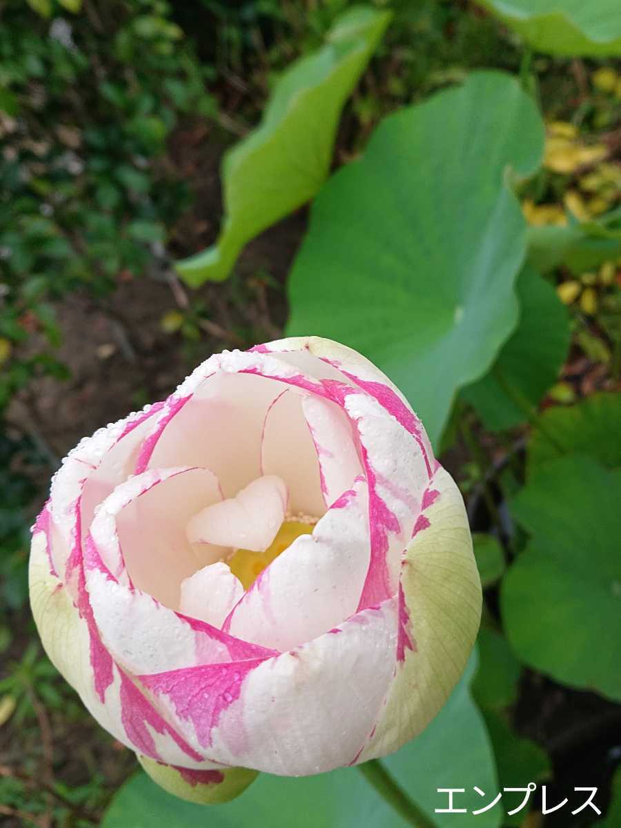 エンプレス 斑入り 花ハス 蓮根 レンコン 花蓮 休眠苗 ハス 蓮 スイレン ビオトープ 水生植物 メダカ めだか En 03 その他 売買されたオークション情報 Yahooの商品情報をアーカイブ公開 オークファン Aucfan Com