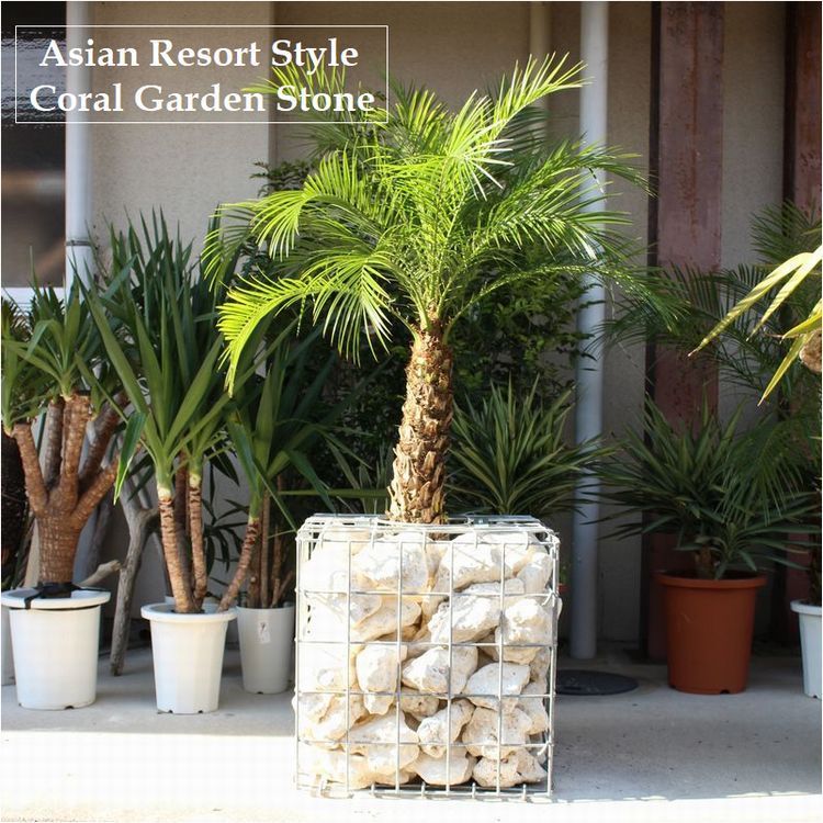 コーラル ガーデンストーン 琉球石灰岩 リゾートホテル ロックガーデン 庭石 外構 ガーデニング kg ホワイトストーン 観葉植物 送無 ガーデニング 売買されたオークション情報 Yahooの商品情報をアーカイブ公開 オークファン Aucfan Com