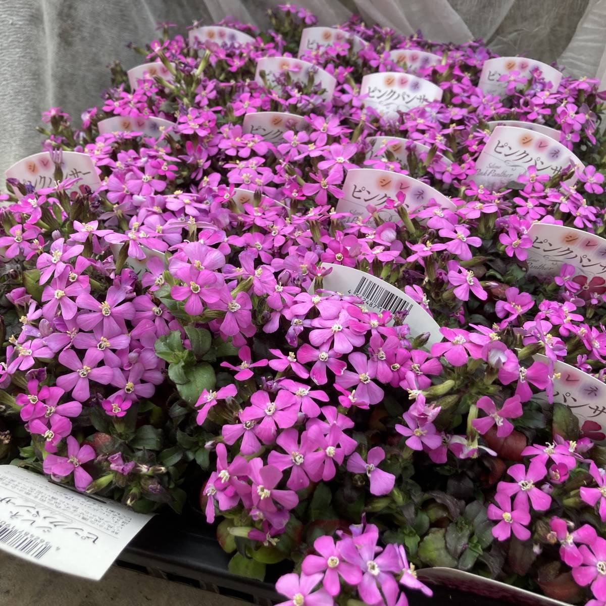 春一番の新苗 数量6 シレネ ピンクパンサー ４ポット 苗 売買されたオークション情報 Yahooの商品情報をアーカイブ公開 オークファン Aucfan Com