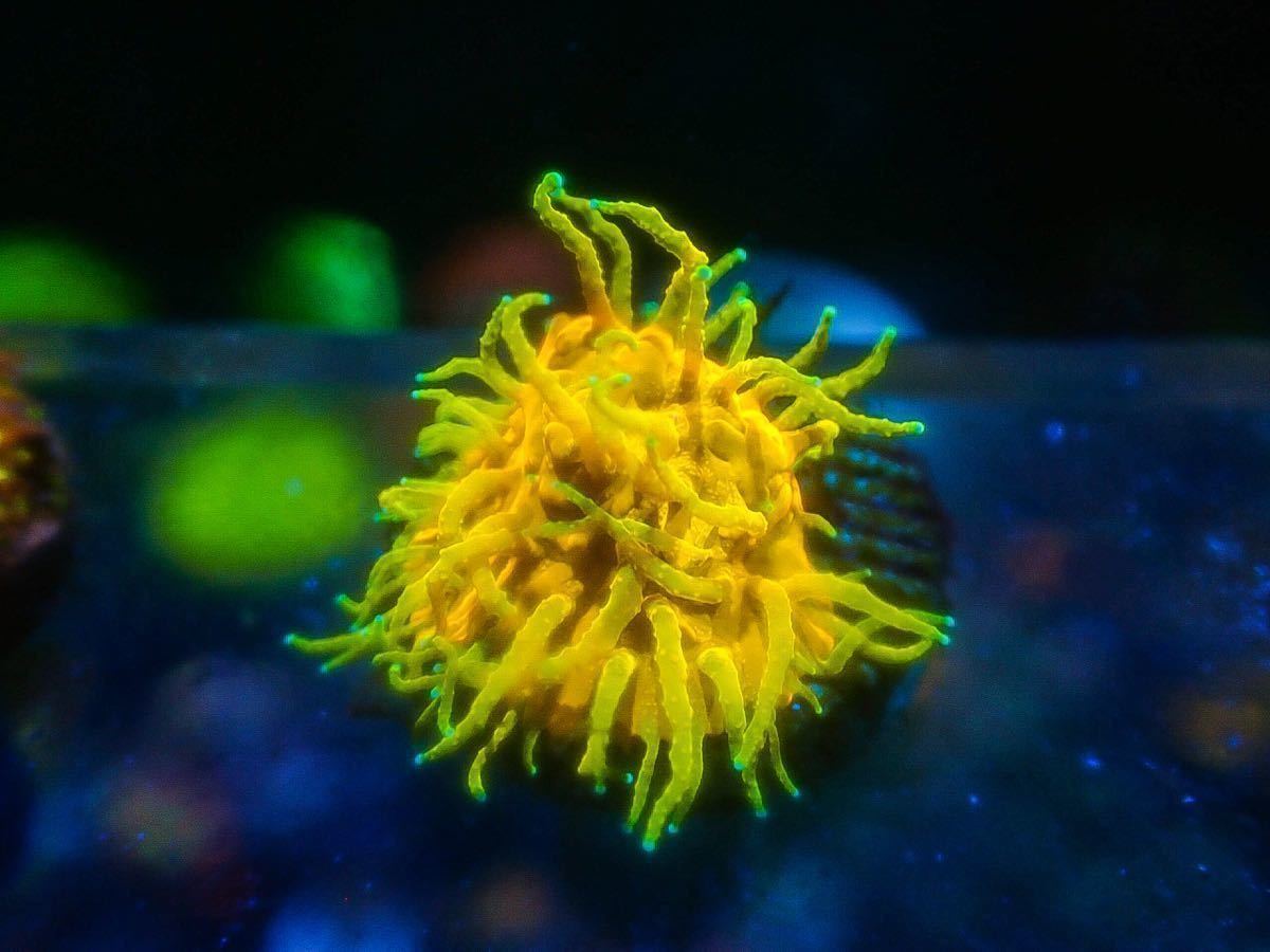 Care Frag 超発色スーパーイエロー カワラサンゴ ベースオレンジ ポリプイエロー Lps フラグ マメスナ 海水魚 売買されたオークション情報 Yahooの商品情報をアーカイブ公開 オークファン Aucfan Com