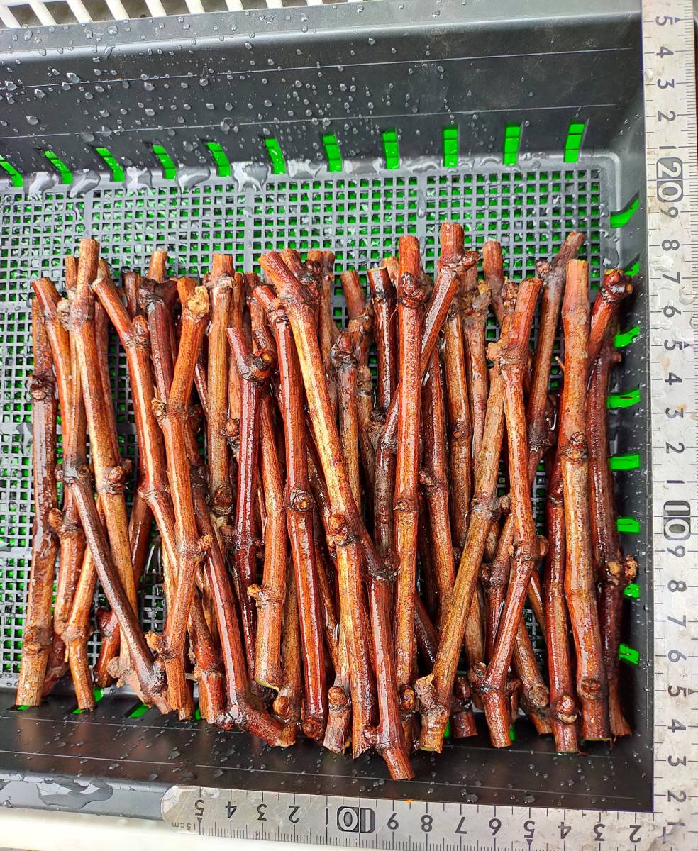 ぶどう 巨峰 穂木 挿し木 ５本 中 家庭菜園 果物 売買されたオークション情報 Yahooの商品情報をアーカイブ公開 オークファン Aucfan Com