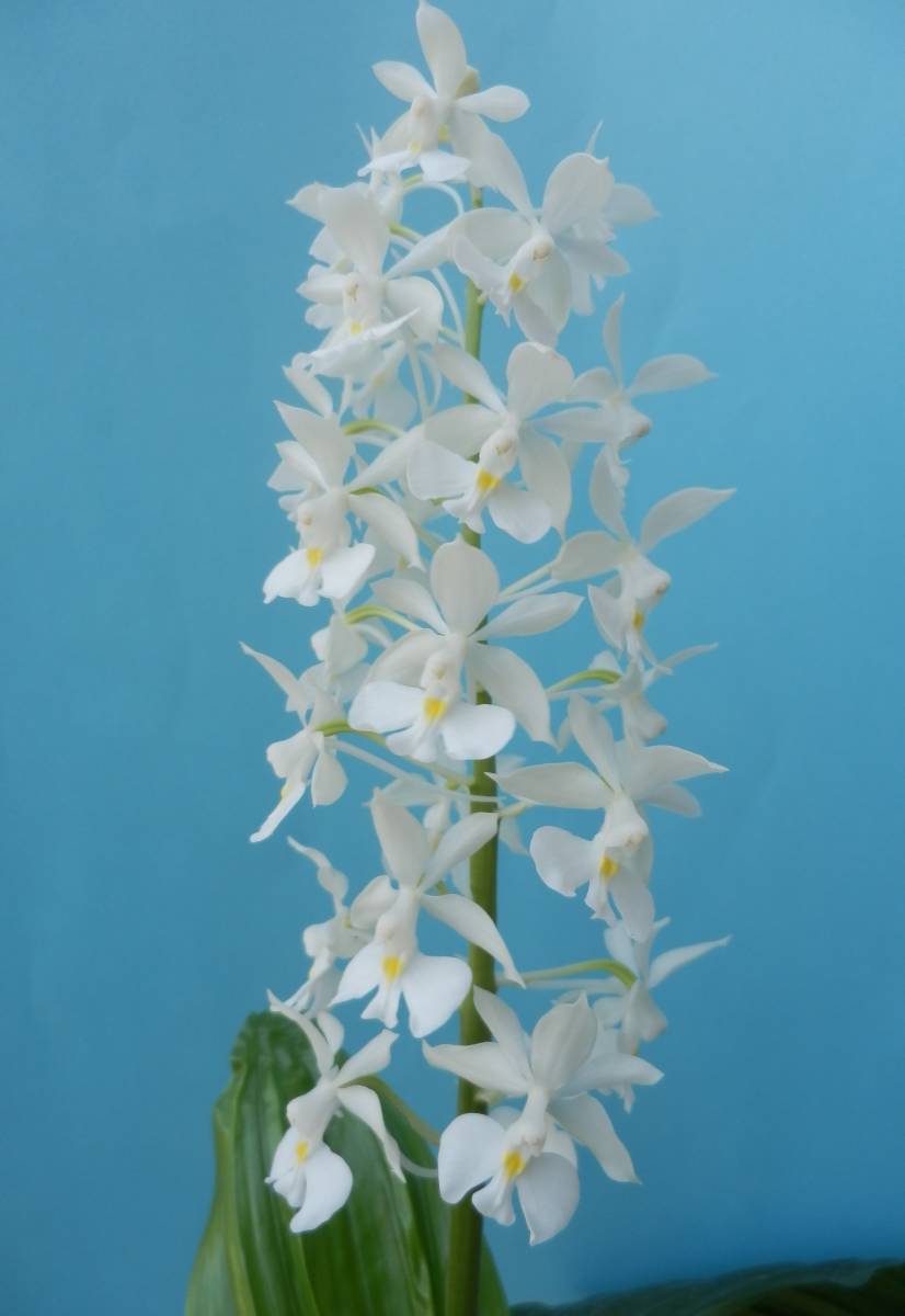 ○エビネ 「御蔵白鳳」 自然種ニオイエビネ 成木3本 芽2付 山野草(ラン