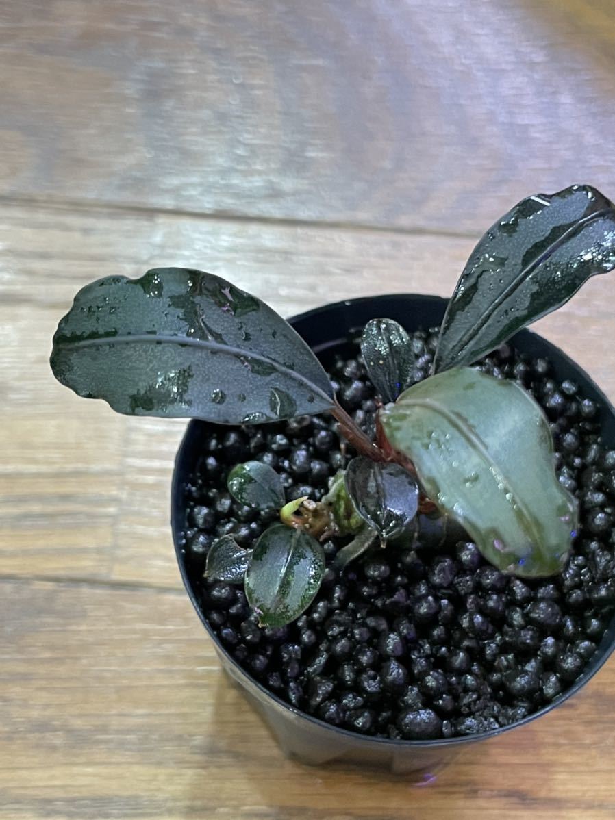 水草 Bucephalandra sp. GT-17B Bucephalandra ブセファランドラsp. 'Honey Bee' Kapuas (AZ便
