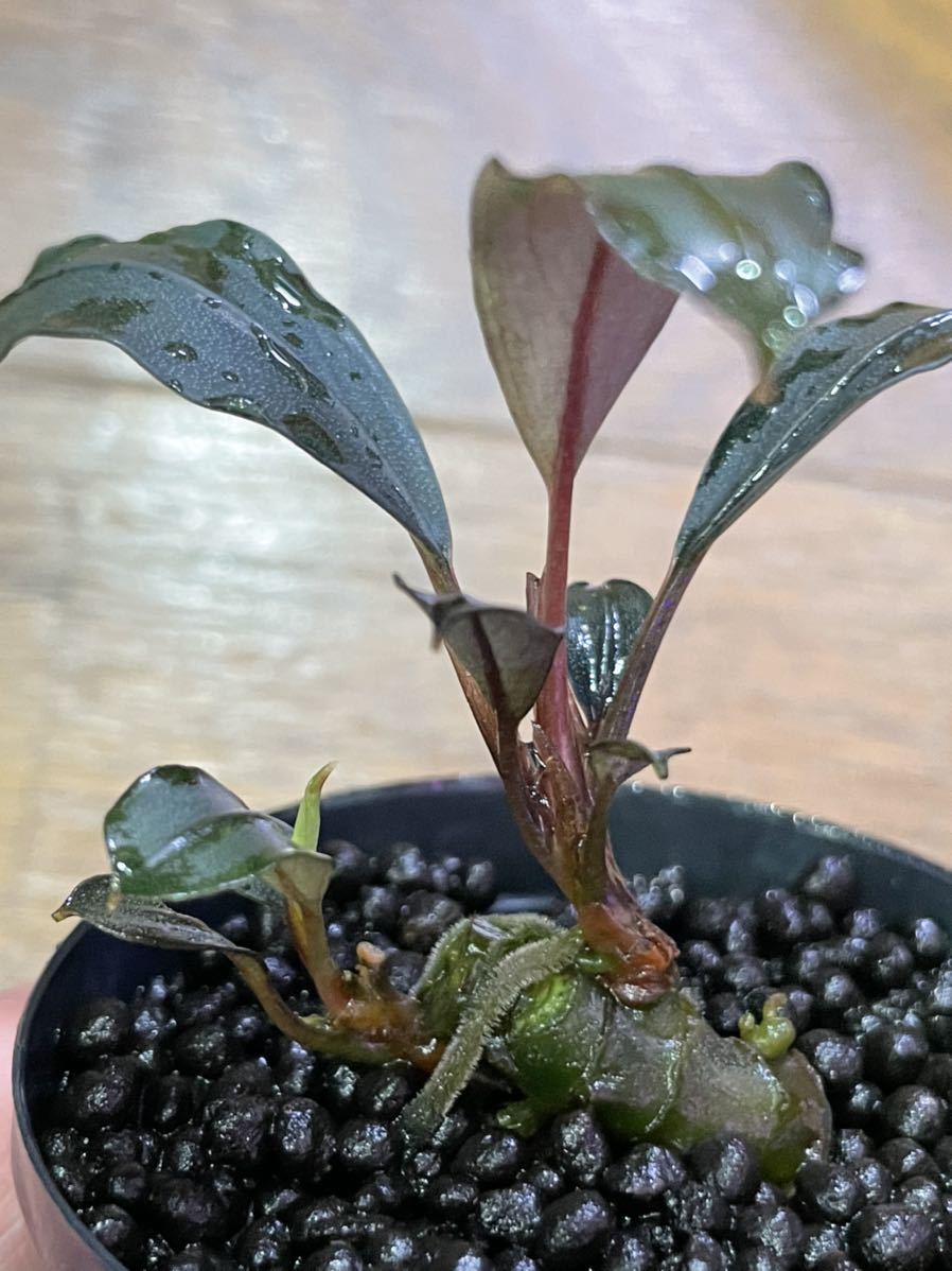 Bucephalandra ブセファランドラsp. 'Honey Bee' Kapuas (AZ便