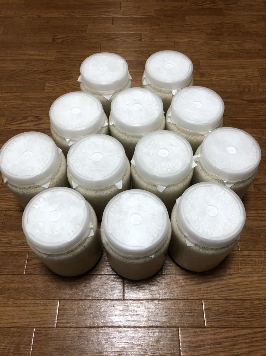 S8カンタケ | 神長きのこ園 KPW BASE店 - 800cc カンタケ菌糸ボトル