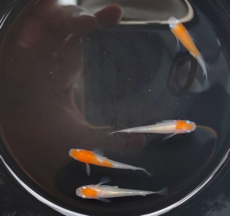 送料込み　寿　メダカ　　　２ペア　（４匹）【Harebare medaka】　現物出品