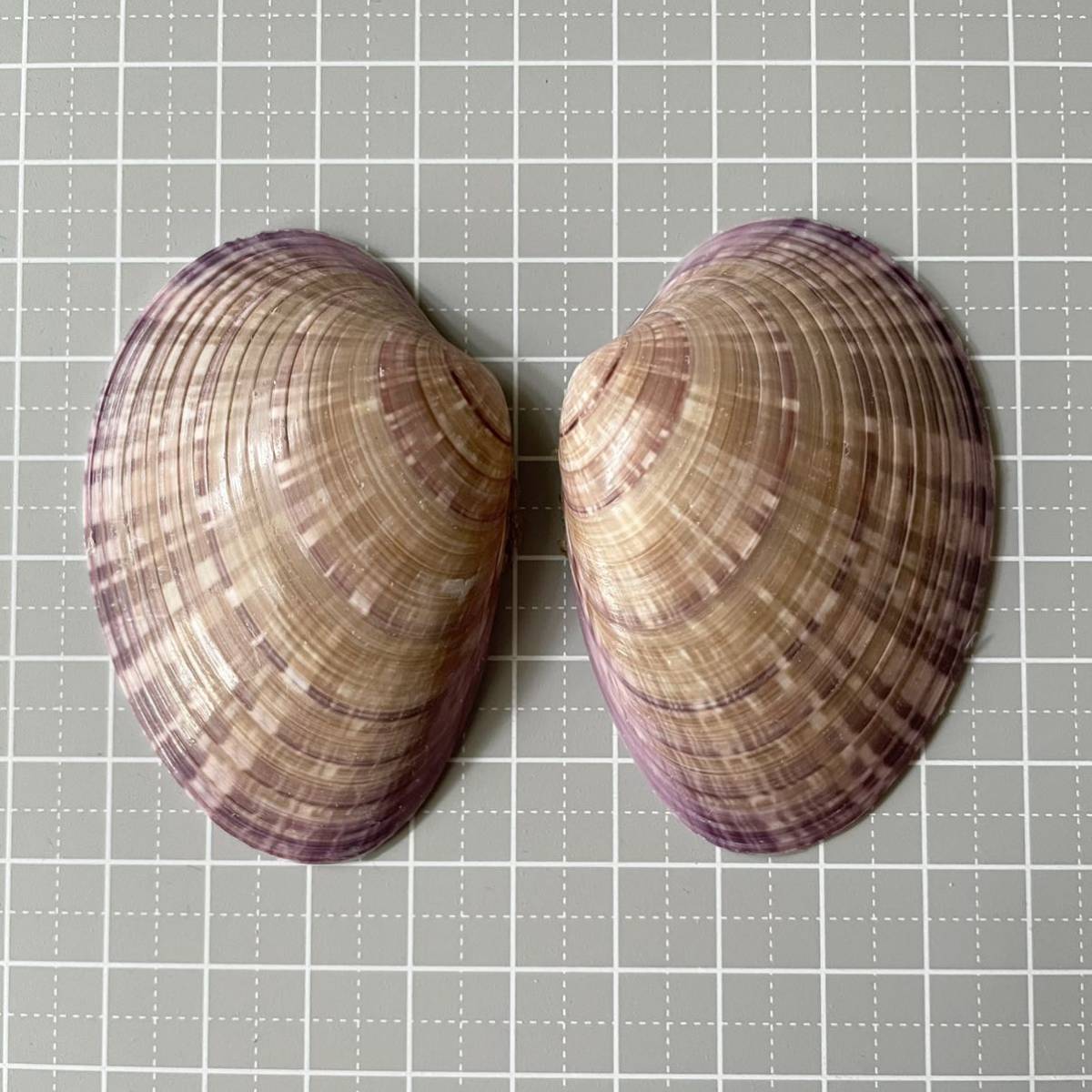 マツヤマワスレガイ 紫 二枚貝 合弁 貝殻 貝 標本 骨格 シェル 松山忘貝 かいがら ビーチコーミング アクアリウム その他 売買されたオークション情報 Yahooの商品情報をアーカイブ公開 オークファン Aucfan Com