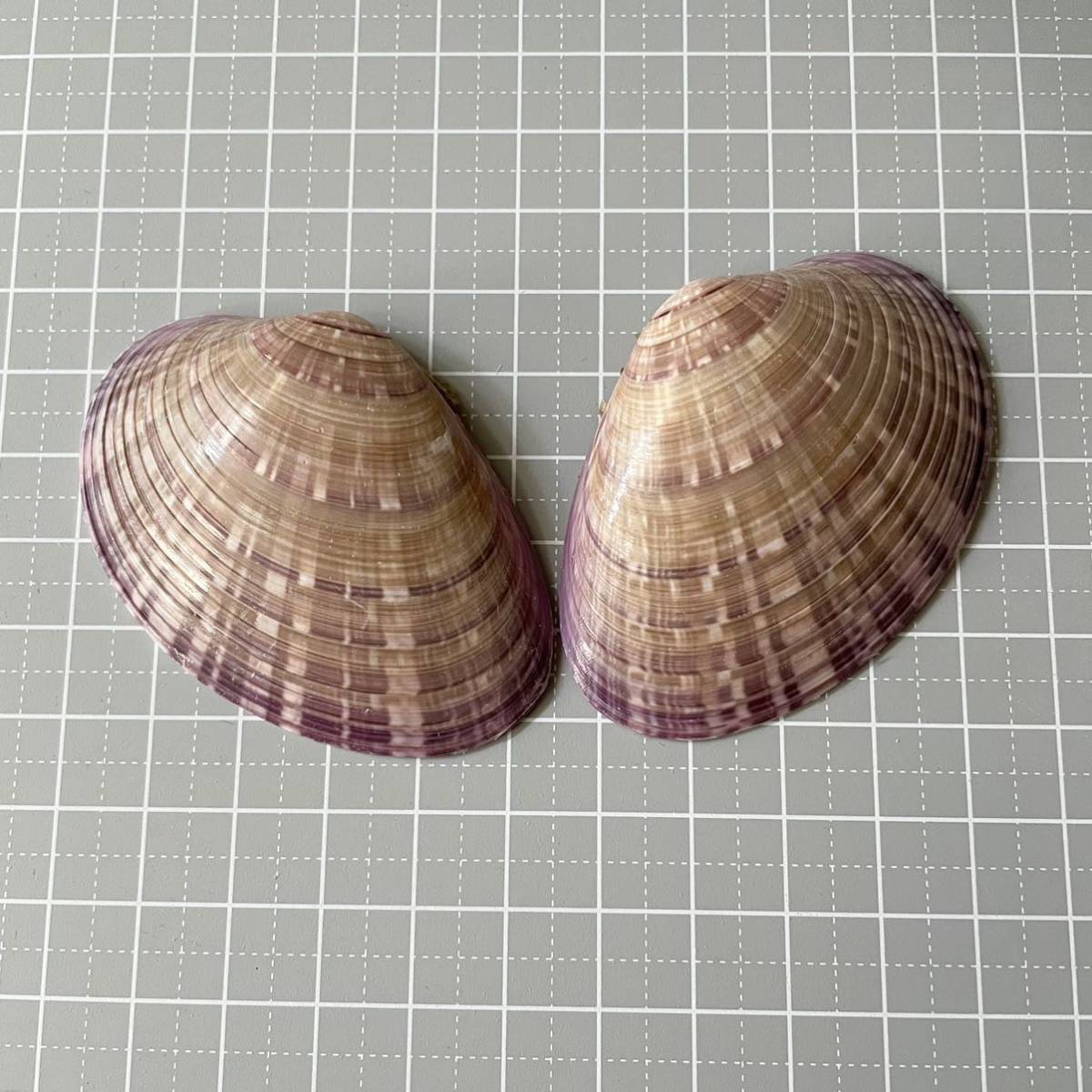 マツヤマワスレガイ 紫 二枚貝 合弁 貝殻 貝 標本 骨格 シェル 松山忘貝 かいがら ビーチコーミング アクアリウム その他 売買されたオークション情報 Yahooの商品情報をアーカイブ公開 オークファン Aucfan Com