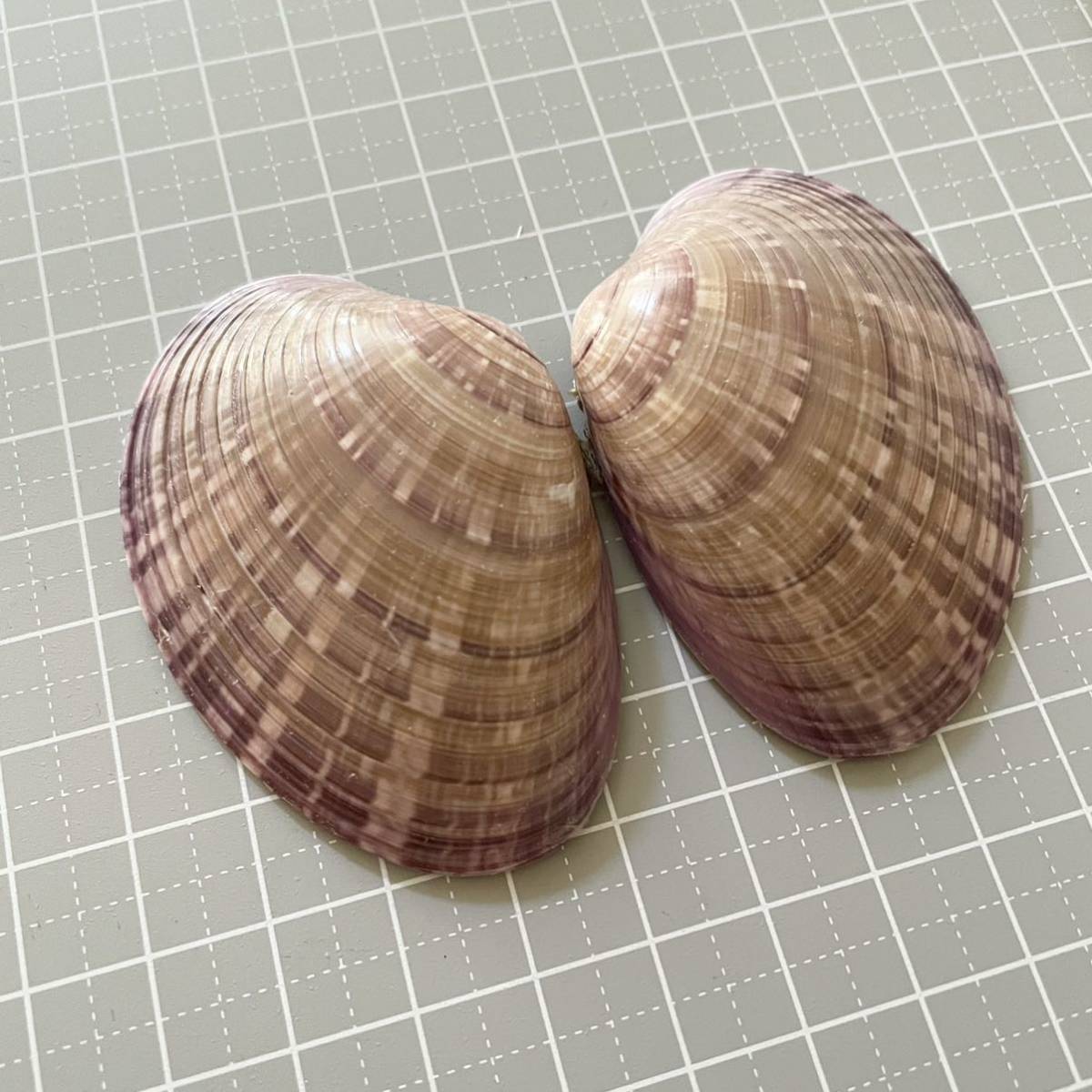 マツヤマワスレガイ 紫 二枚貝 合弁 貝殻 貝 標本 骨格 シェル 松山忘貝 かいがら ビーチコーミング アクアリウム その他 売買されたオークション情報 Yahooの商品情報をアーカイブ公開 オークファン Aucfan Com