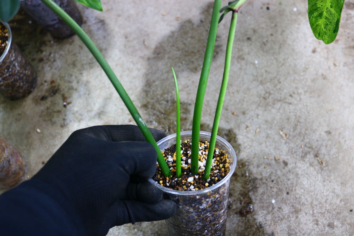 No.06/-TGK-/フィロデンドロン ジョーピー/Philodendron joepii from