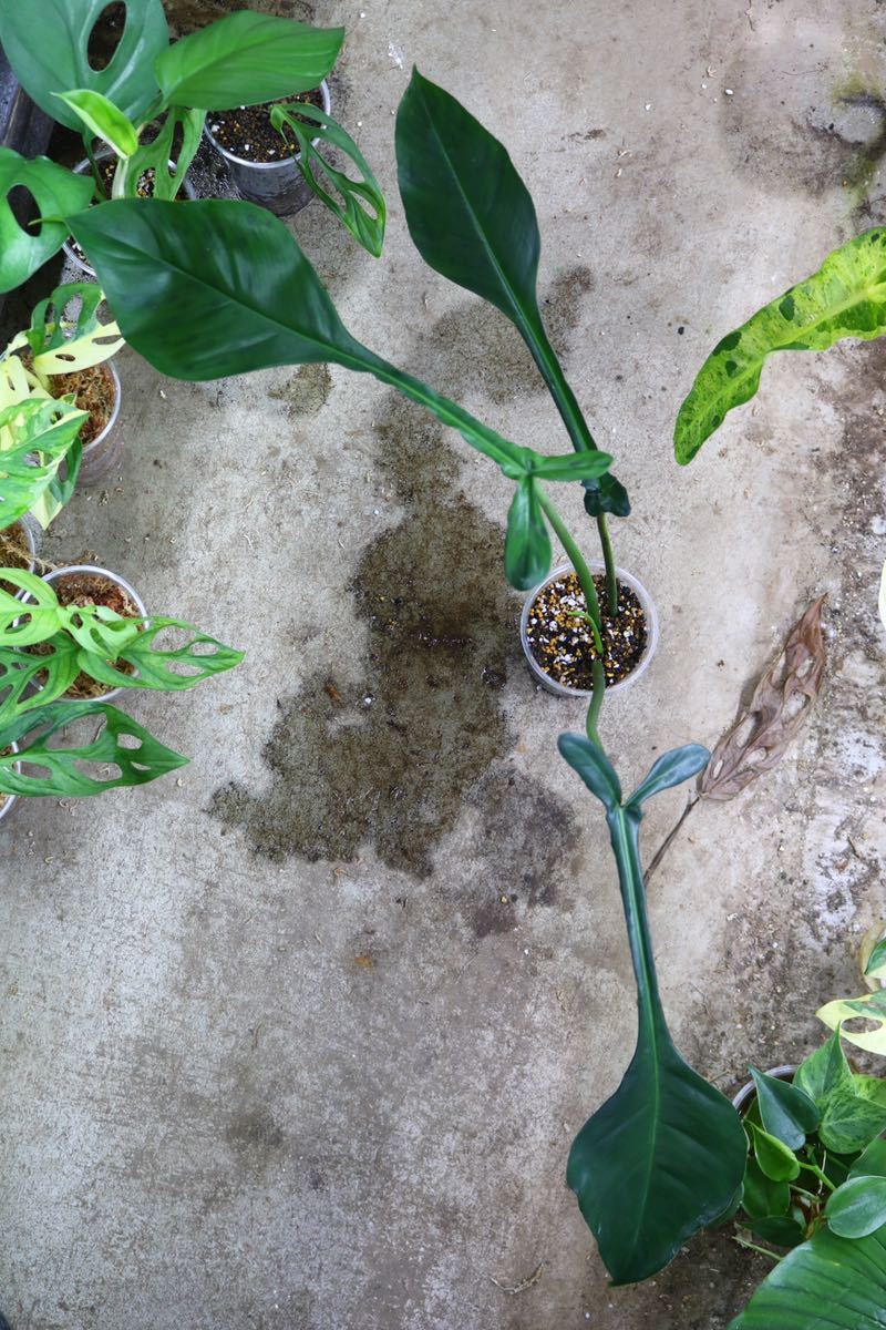 No.06/-TGK-/フィロデンドロン ジョーピー/Philodendron joepii from