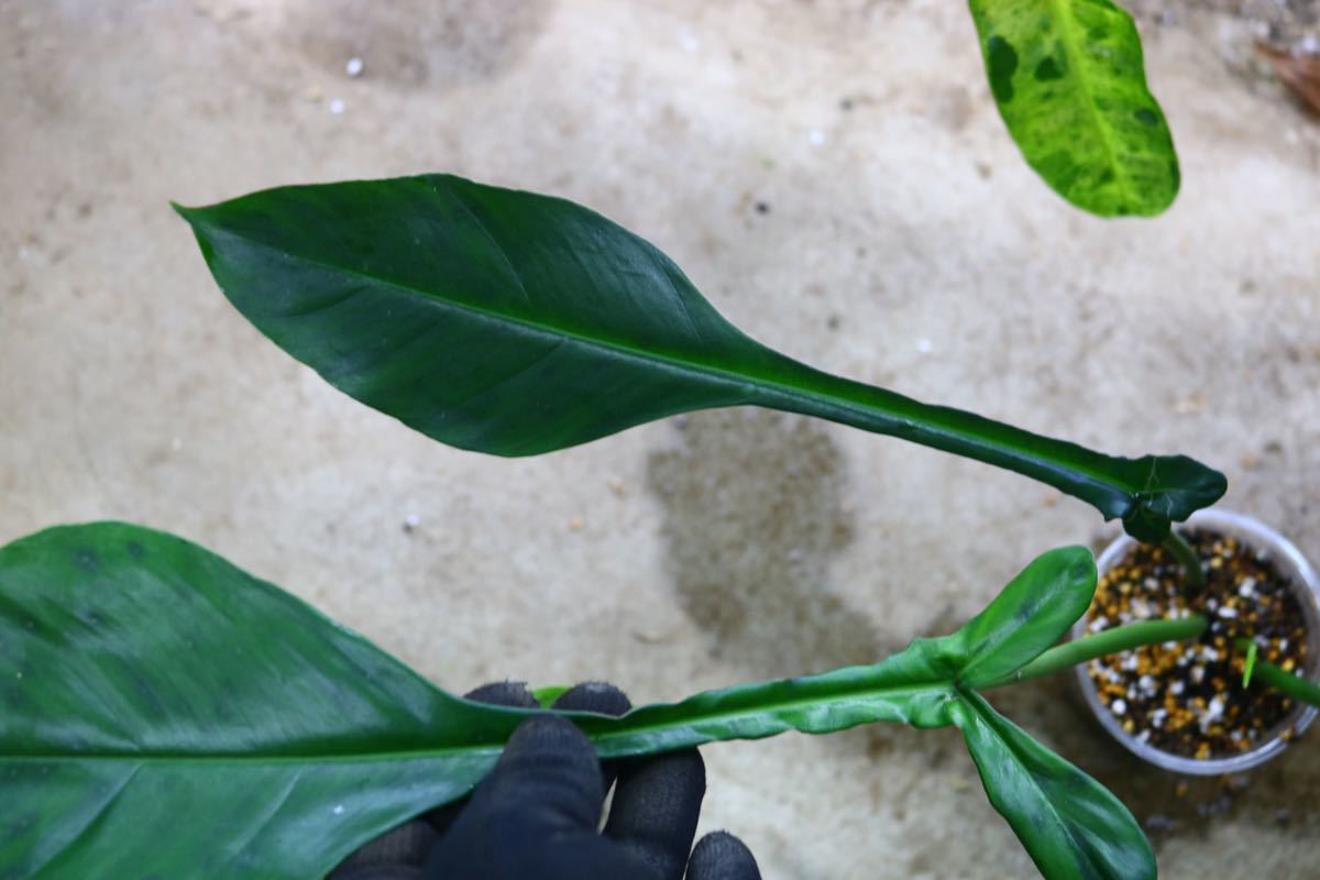 No.06/-TGK-/フィロデンドロン ジョーピー/Philodendron joepii from