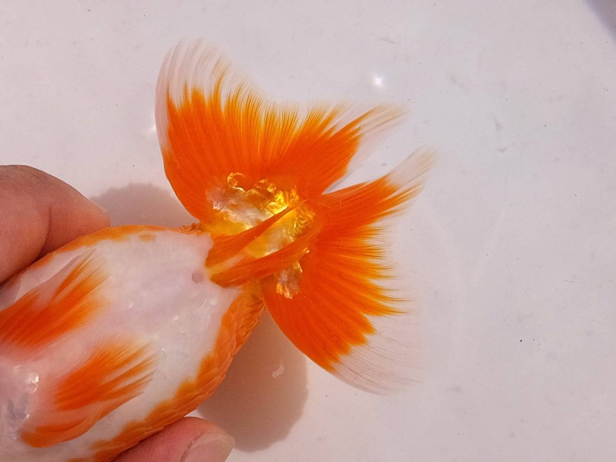 らんちゅう七匹 天明らんちゅう】□□□厳選本命魚□□ 二歳 17．0センチ 頭の出る