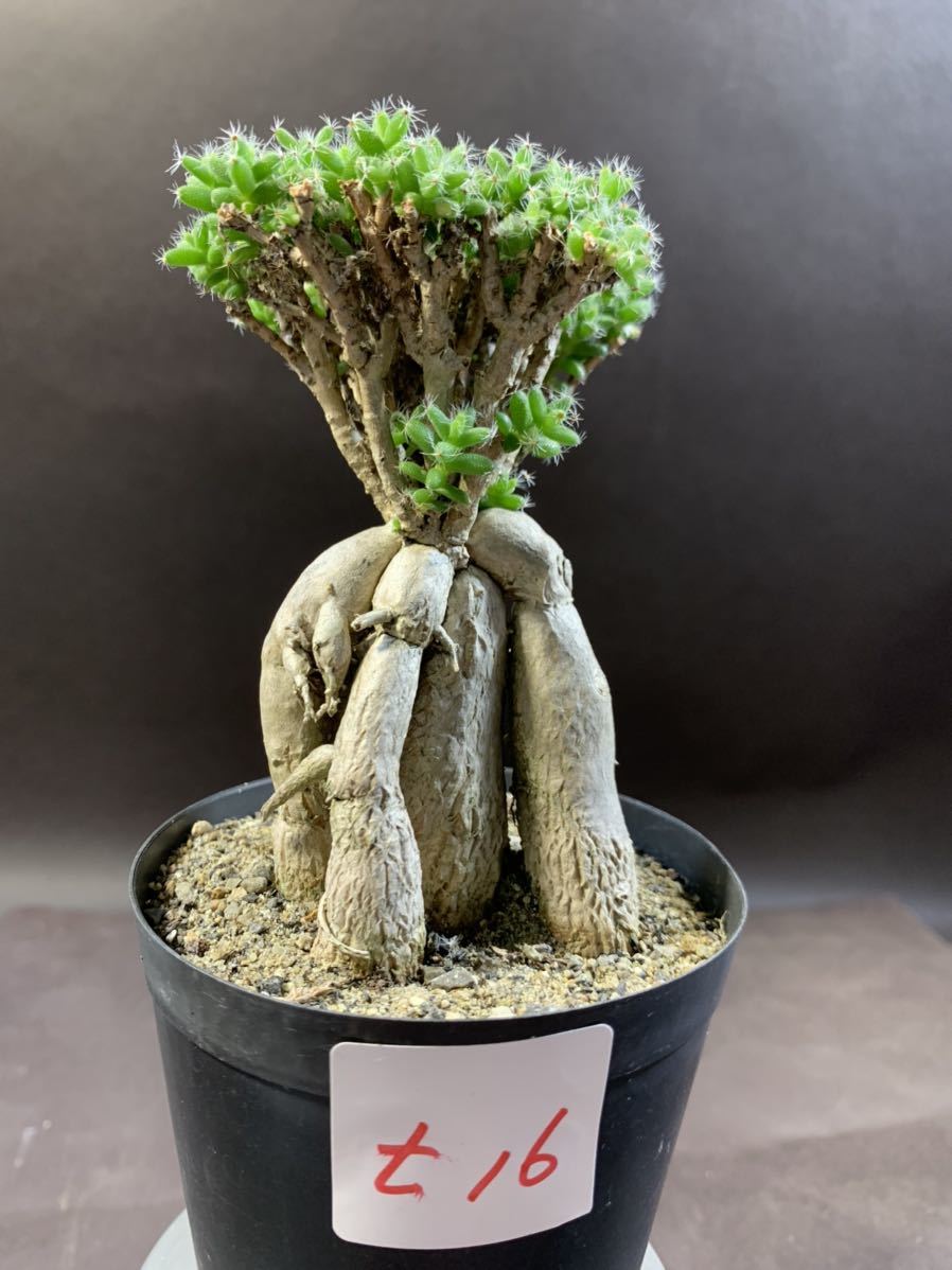 白峯園 姫紅小松 トリコディアデマ バルボサム T16 当園栽培約35年生 カッコいい 塊根植物 コーデックス 多肉植物 サボテン 売買されたオークション情報 Yahooの商品情報をアーカイブ公開 オークファン Aucfan Com