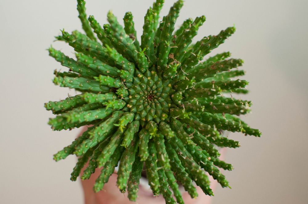 plants260513d90_1_43743688-a673-40bd-bb7e-ce64b75f199d