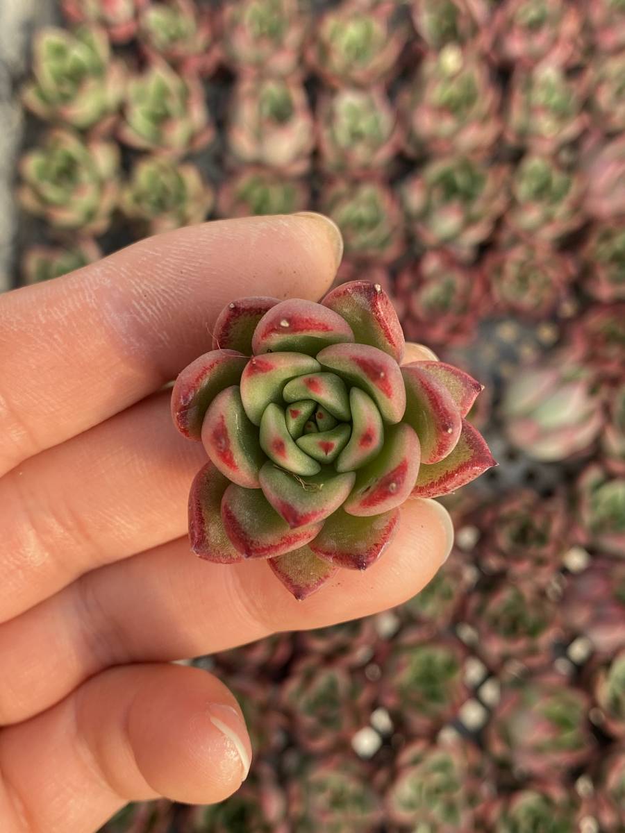 3 サボテン 花牡丹 モンストローサ 牡丹 （カキコ・抜き苗発送）